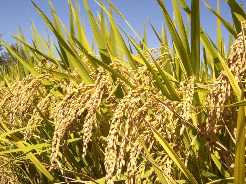Riz local décortiqué