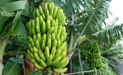 Banane douce ( dessert )