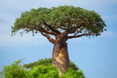 Feuilles de baobab