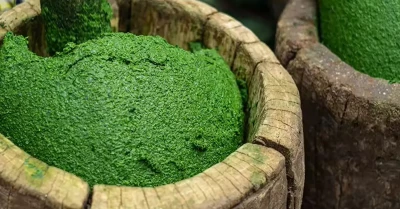 Feuilles de manioc pilées