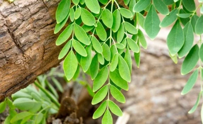 Feuilles de moringa