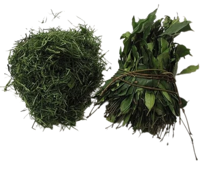 Feuilles de gnetum (Fumbwa)