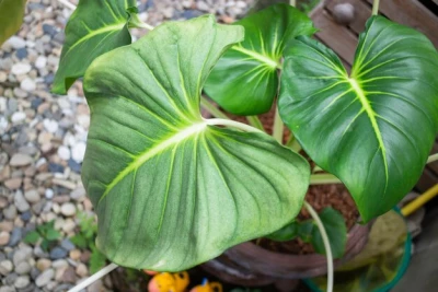 Feuilles de patate douce