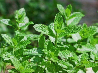 Menthe