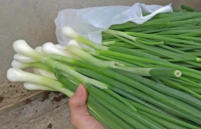 Oignon vert