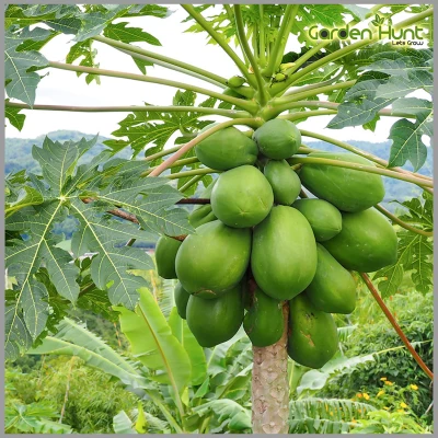 Papaye