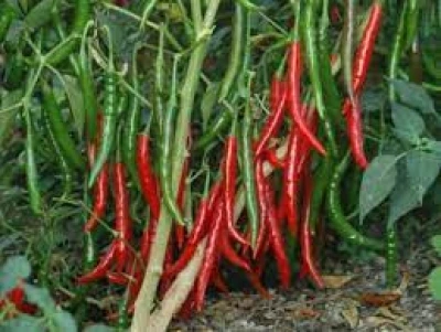 Piment rouge