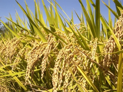 Riz local décortiqué