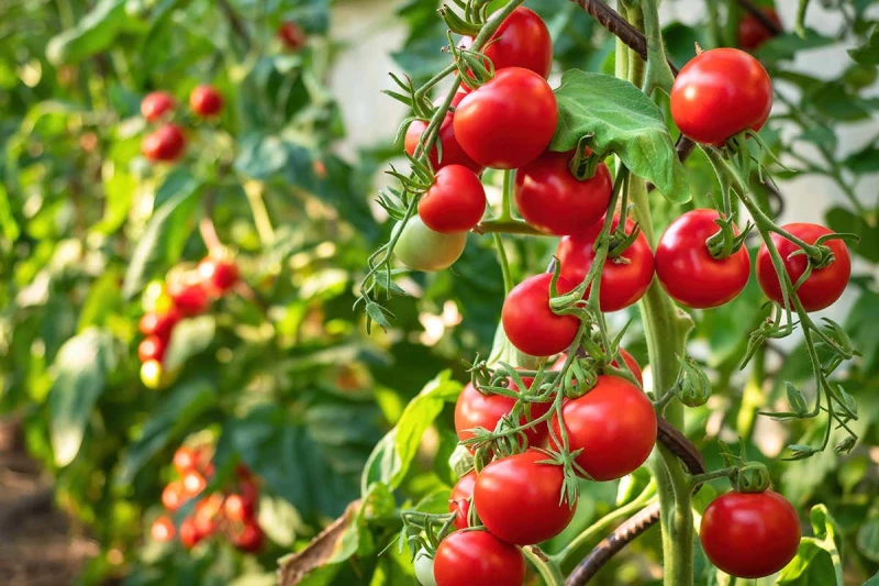 Tomate