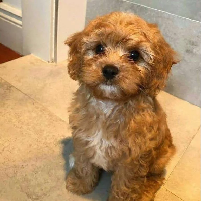 Chiot Golden Retriever Adorable